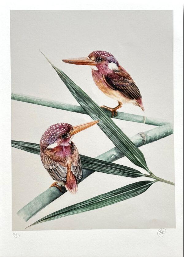 Dwarf Kingfishers