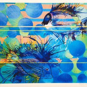 Surgeon Fish in Sharm