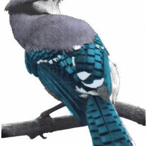 Graffiti Bluejay