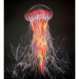 Cnidarians.1